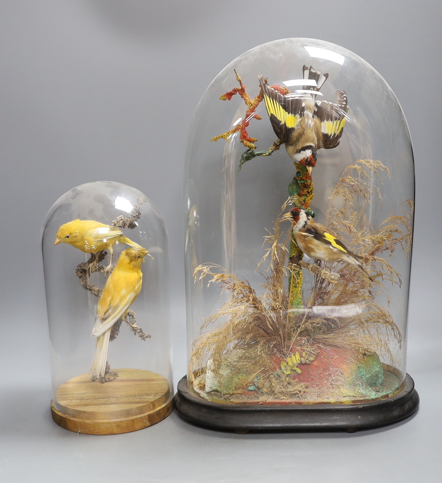 Taxidermy - a Victorian group of two goldfinches and a group of canaries, each under glass domes, 42 cm and 26.5 cm high (2)